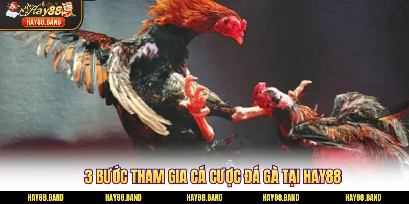 3 bước tham gia cá cược đá gà tại HAY88 3 bước tham gia cá cược đá gà tại HAY88
