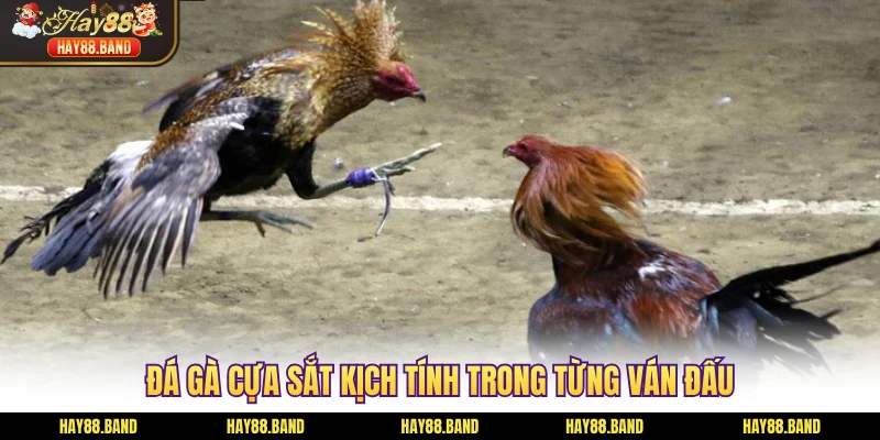 Đá gà cựa sắt kịch tính trong từng ván đấu Đá gà cựa sắt kịch tính trong từng ván đấu