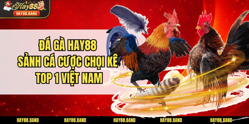 Đá Gà HAY88 - Sảnh Cá Cược Chọi Kê Top 1 Việt Nam Đá Gà HAY88 - Sảnh Cá Cược Chọi Kê Top 1 Việt Nam