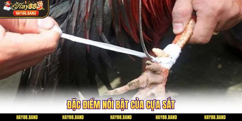 Đặc điểm nổi bật của cựa sắt Đặc điểm nổi bật của cựa sắt