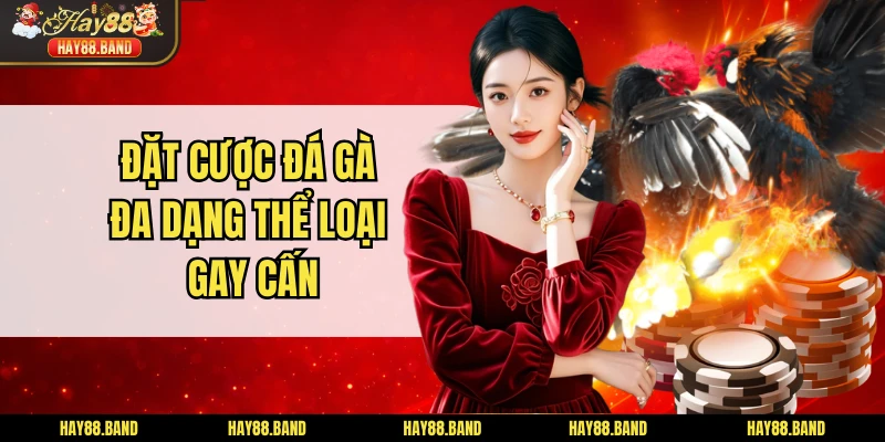 Đặt cược đá gà đa dạng thể loại gay cấn Đặt cược đá gà đa dạng thể loại gay cấn