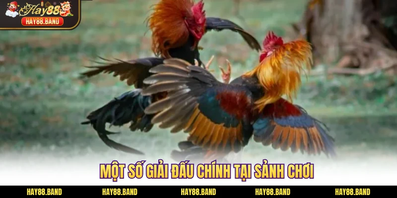 Một số giải đấu chính tại sảnh chơi