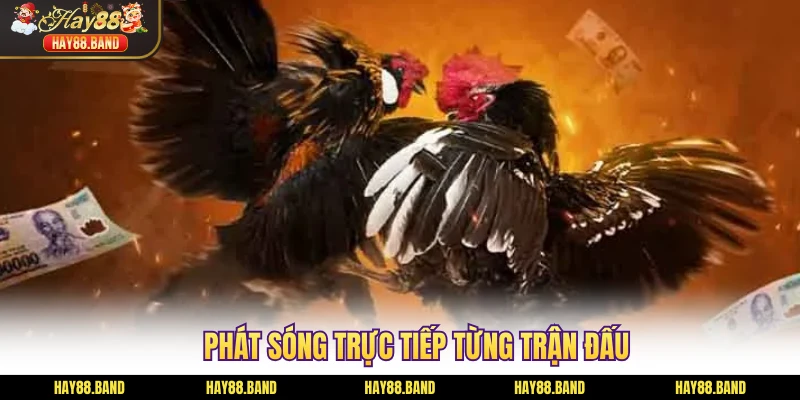 Phát sóng trực tiếp từng trận đấu